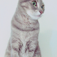 ミミリー