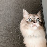 リリーアナスタシア