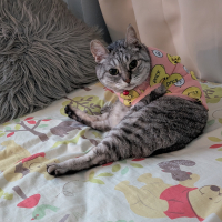 キャビ