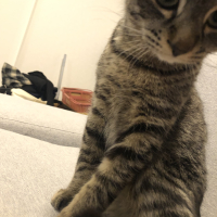 モカ