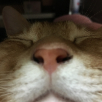 マル