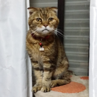 しまこ