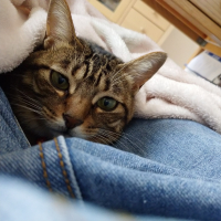 おはぎ