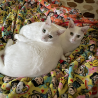 セシル＆ルーク