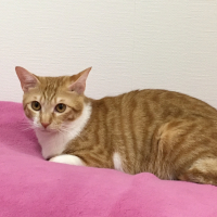 ひかる