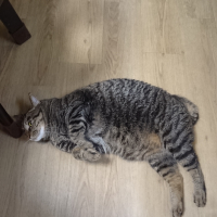 パッチ