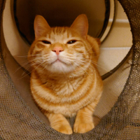 金時