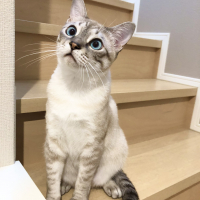 ムタ