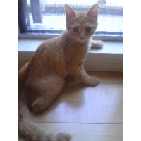 茶美（チャミ）