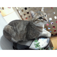 ステラ