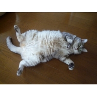 ミルキー