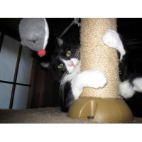 モモ