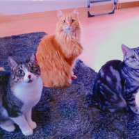 あめ　はな　めい