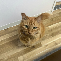 フィロ