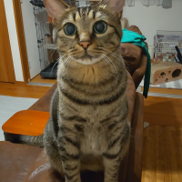 ノエル