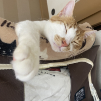 ララ