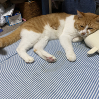 シナモン