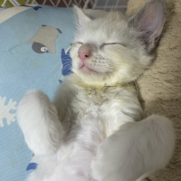 ナナ