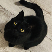 みんと