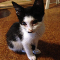 ねこちゃん