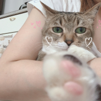 チロ