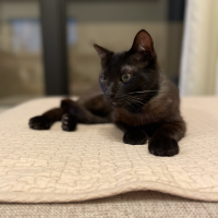 アルファロメオ