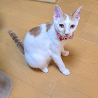 こうめ