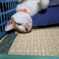 チャム