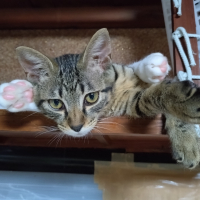 グゥ