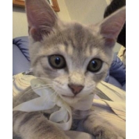 ねこちゃん