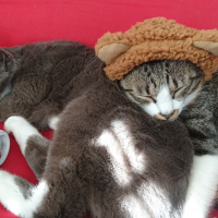 くま(かぶってない方！)