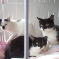 天ちゃん。宝ちゃん。喜ちゃん。