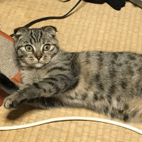 チェリー