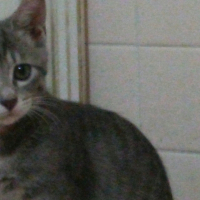 チーズケーキちゃん