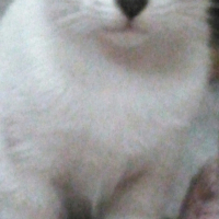 マシュマロちゃん