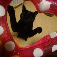 黒タワシ