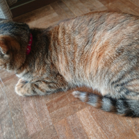 モカ