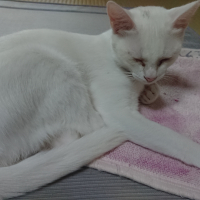 こまこ