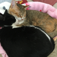 モカとあずき