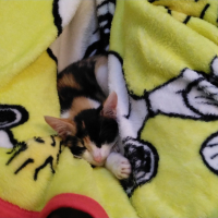 きなこ