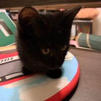 チョコ