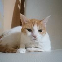 ネル