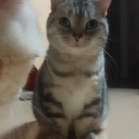 いちご