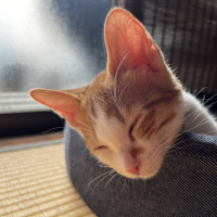 さぶろう君