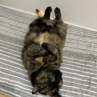 モミジ