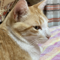 テト