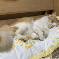 テテ