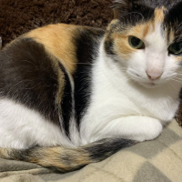 みーこ