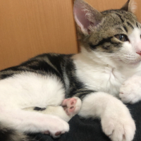 うず