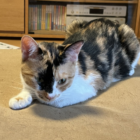 ひなた